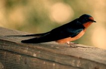 Swallow