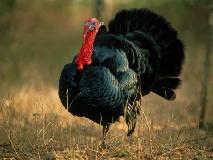 Turkey