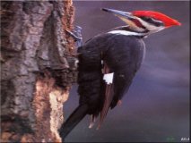 Woodpecker