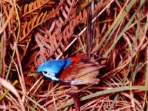 Wren