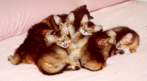 Kittens