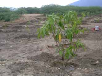 Mango plants at Tantra Collage Building Project
