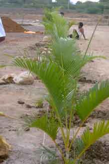 palm trees at te front of meditation hall