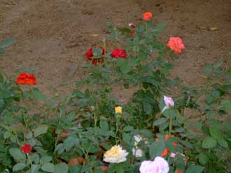 Rose bushes at Tantra Collage Building Project