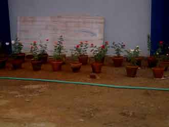 Rose bushes