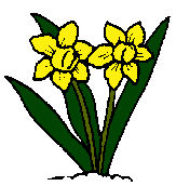 Daffodil