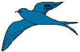 Swallow