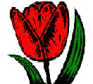 Tulip