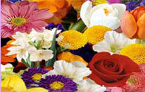 Flowers India