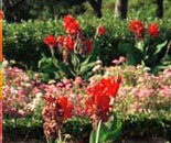 Indian florist