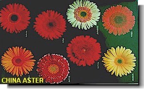 China Aster