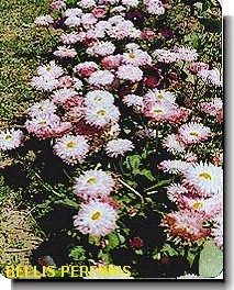 Bellis Perennis