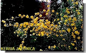 Kerria Japonica