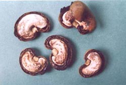 CUTTING    OF  CASHEWNUT