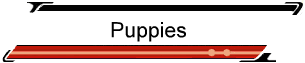 Puppies