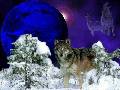 Click for preview picture of "wall18 (640 x 480)"