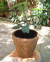 A coir pot, the latest in plant growing options for those with limited space. See other sections of this site for details