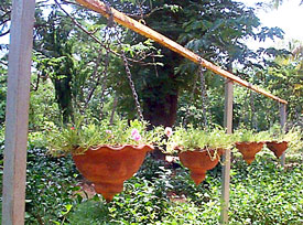 Pots on display at the Agri-Horticultural Society, Cathedral Road, Chennai