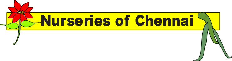 nurseries of Chennai
