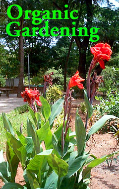 Blooms on the grounds of the Agri-Horticultural Society, Cathedral Road, Chennai