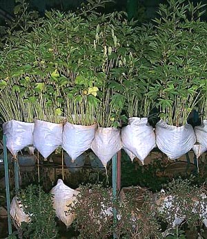 plastic bags are reused to grow plants on roof of Exnora building, T.Nagar
