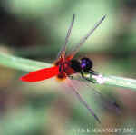 Aethriamanta_brevipennis_male_2.jpg (51167 bytes)