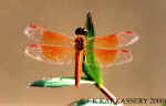 Brachythemis_contaminata_male.jpg (38185 bytes)
