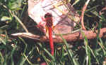 Sympetrum fonscolombi male .jpg (82968 bytes)