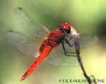 Urothemis signata male.jpg (51794 bytes)