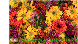 Flowers e-greeting,animated flowers card
