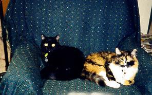 My sweet cute kitties