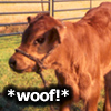 that's our cow, Charlie