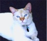 Picture of Indigo