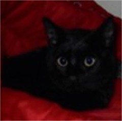 Picture of Oscar