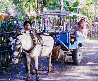 Called "CIDOMO" Horse Cart on Gili Air, Gili Meno and Gili Trawangan