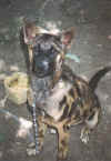 Anjing.maxi.jpg (77816 bytes)
