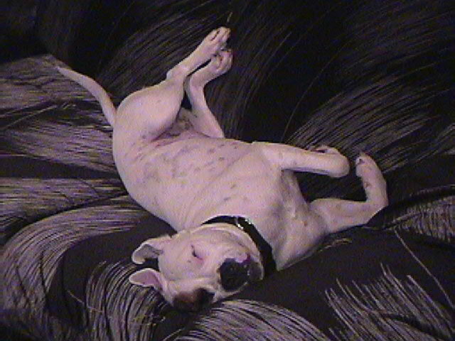 Missouri Pit Bull Rescue-ADOPT!