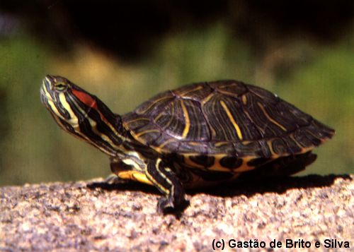 Trachemys scripta elegans