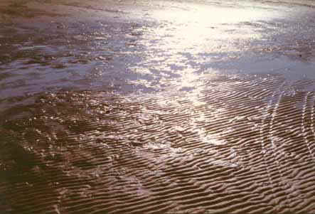 Bassa marea