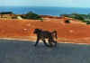 1st_contact_baboon.jpg (40954 bytes)