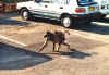 babooooons_again.jpg (46628 bytes)