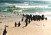 free_pingus1.jpg (47606 bytes)