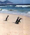 free_pingus2.jpg (40490 bytes)