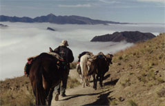 Imagen de cabalgata en la montaña