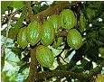 Cocoa Pods