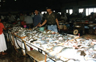 Varieties of Seafood