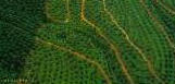 Oil Palm Field