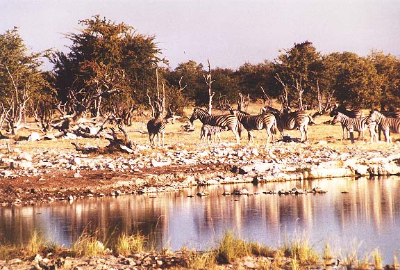 Na-6-09-Etosha-drinkendezebra