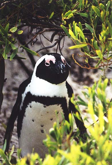 ZA-1-37-pinguin