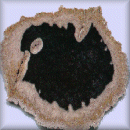 fossil
